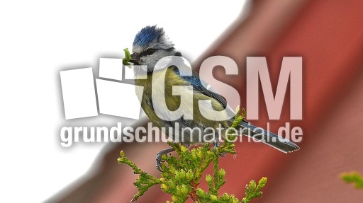 Blaumeise_mit_Futter (15).jpg